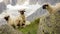 Valais Blacknose sheep in the Swiss mountains in the Fieschertal
