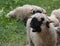 Valais Blacknose Sheep Yawn