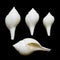 Valampuri shank or Great indian chank seashell
