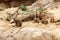 Valbrembo, Italy - 16.05.2019: Curious ground squirrel is sitting on the stone in front of ground squirrels. Le Cornell animal