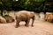 Valbrembo, Italy - 16.05.2019. Elephant in the zoo walking. Daytime in Le Cornell animal park