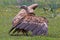 Vale Gier, Griffon Vulture, Gyps vulvus