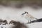 Vale Strandplevier, White-fronted Plover, Charadrius marginatus