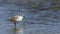 Vale Strandplevier, White-fronted Plover, Charadrius marginatus