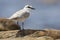 Vale Strandplevier, White-fronted Plover, Charadrius marginatus