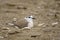 Vale Strandplevier, White-fronted Plover, Charadrius marginatus