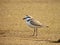 Vale Strandplevier, White-fronted Plover, Charadrius marginatus