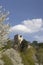 Valecov castle ruins, Middle Bohemia, Czech Republic