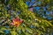 Valencia ceiba tree flowers at Turia park