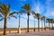 Valencia La Malvarrosa beach palm trees Spain