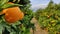 Valencia oranges on the tree ready to be picked.  fruit rich in vitamin c.