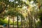 Valencia, Park, Playground, early morning palms trees