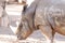 Valencia, Spain,3,6,2014: White Rhinoceros at the Bioparc in Valencia