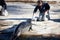 VALENCIA, SPAIN - NOVEMBER 3, 2010: staff of the nature Park feed the seals with fish.