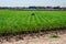 Valencian farmer growing green tigernuts, tuber used to make horchata drink