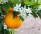 Valencian orange and orange blossoms.