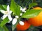 Valencian orange and orange blossoms, Spain