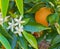 Valencian orange and orange blossoms. Spring