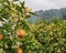 Valencian orange and orange blossoms.Spring harvest