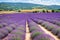 Valensole lavender fields are paraphrased.