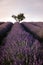 Valensole Plateau, Provence, Southern France. Lavender field at sunset