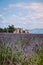 Valensole Plateau, Provence, Southern France. Lavender field at sunset