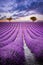 Valensole, Provence. Endless rows of fragrant purple blooms in France