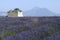 Valensole (Provence, France), field of lavender