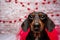 Valentine Dachshund studio portrait