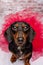 Valentine Dachshund studio portrait