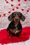 Valentine Dachshund studio portrait