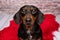 Valentine Dachshund studio portrait