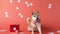 A valentine day background for shiba lover with a gift box and various red hearts background.