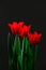 Valentine day with red tulips with black background.