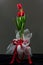 Valentine day with red tulips with black background.