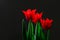 Valentine day with red tulips with black background.