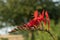 Valentine flower crocosmia aurea