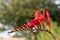 Valentine flower crocosmia aurea