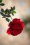 Valentine, greetings, congratulations, romance concept. Copy space.  Beautiful single red rose in full bloom in a garden