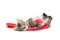 Valentine kitten playing in string heart garland 5498H