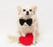 Valentine in love, a chihuahua dog in a bow tie looks into the camera with a red heart made of paper near his paws