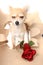 Valentine pet - chihuahua with red rose