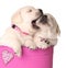 Valentine puppies