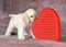 Valentine puppy