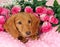 Valentine puppy