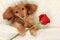 Valentine puppy