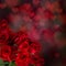 Valentine red rose abstract background.