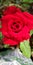 Valentine Red rose Rosaceae family