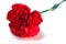 Valentine\'s carnation