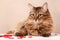 Valentine`s day background. A beautiful fluffy cat lies among small scattered hearts, on a beige background, close-up